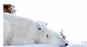 Mama Bear